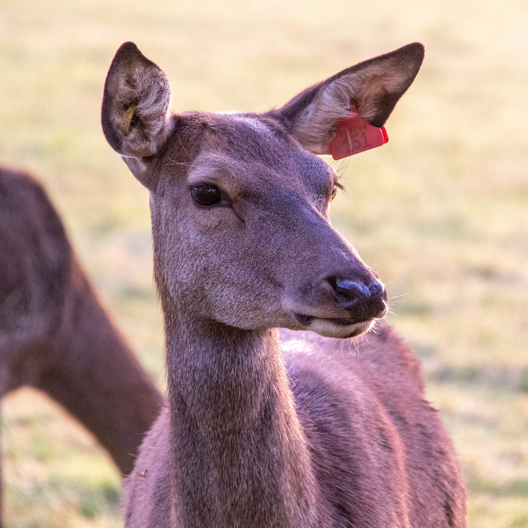 Why Are Deer Deficient in Copper?