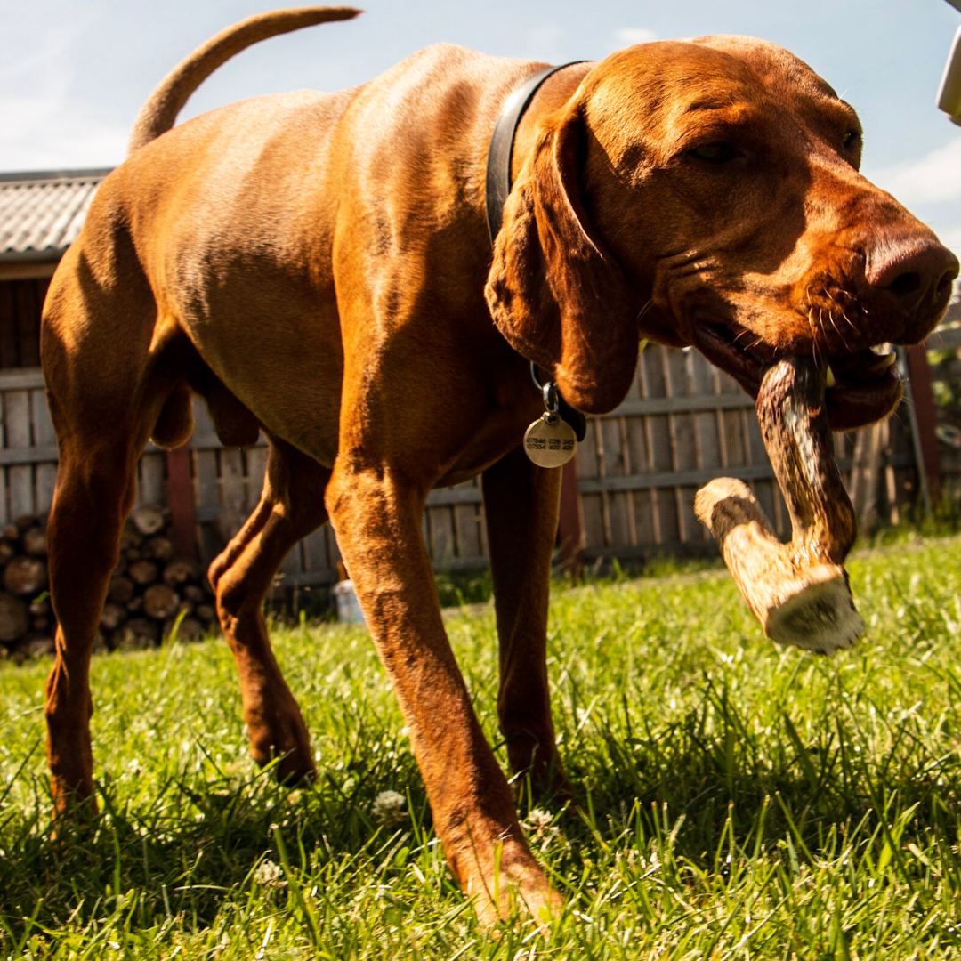 All about antler dog chews