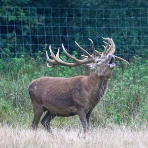 Ready to Rut!