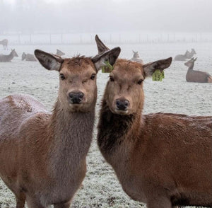 Red Deer Farming in Cold Climates