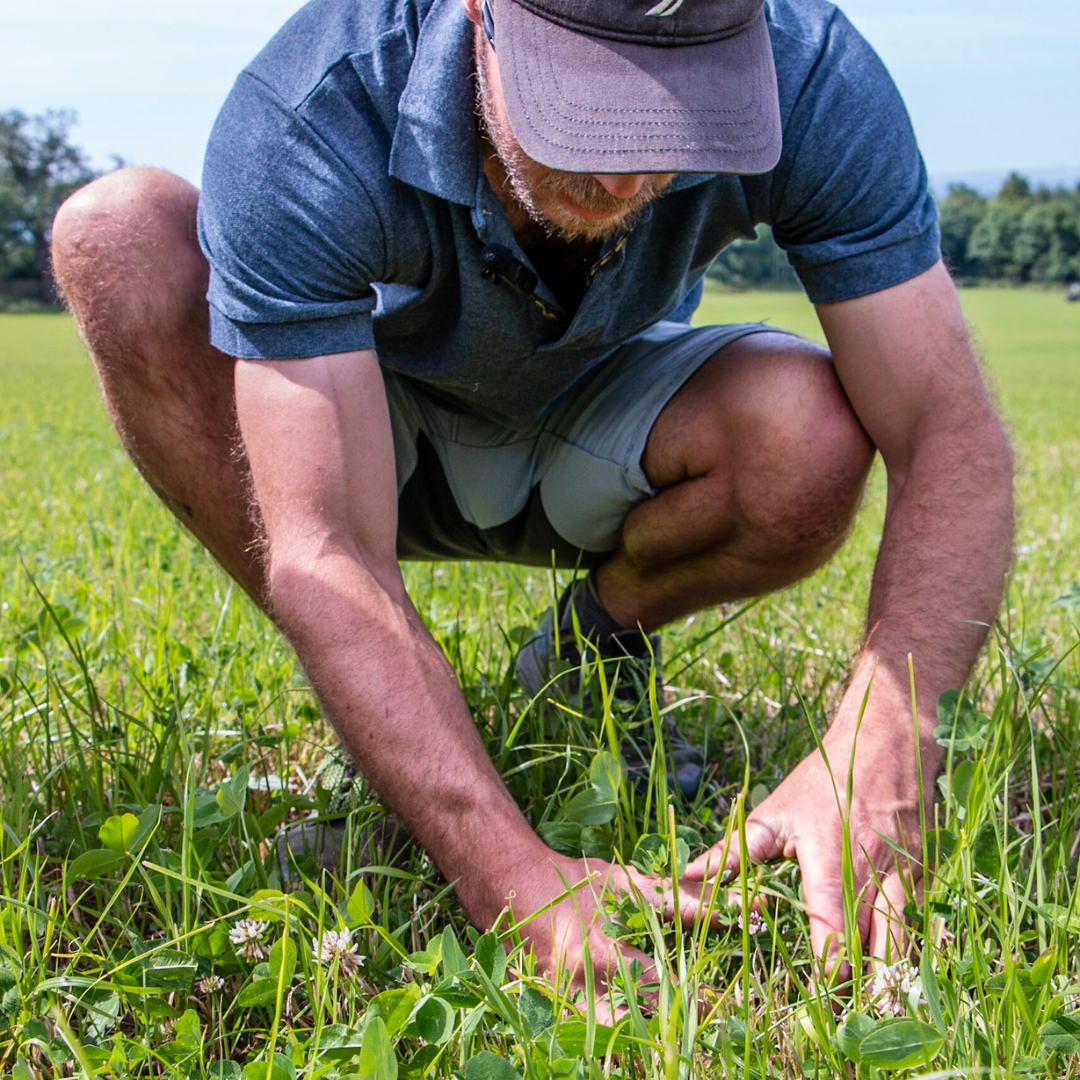 Self-sufficiency: planting the seeds that will feed the herds